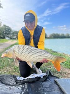 Common Carp