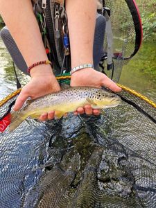 Brown Trout