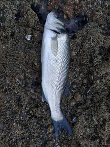 European Bass (Seabass)