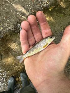Brown Trout