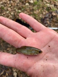 Tench