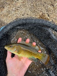 Ballan Wrasse