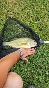 Largemouth Bass