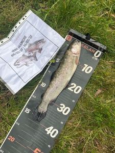 Rainbow Trout
