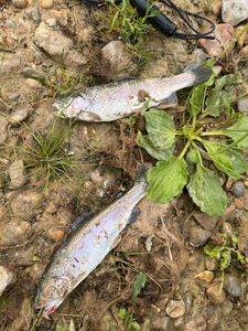 Rainbow Trout