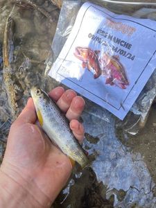 Brown Trout