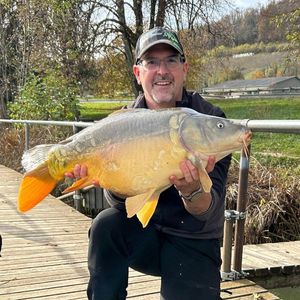 Mirror Carp
