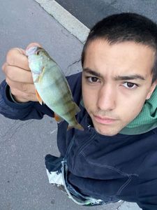 European Perch