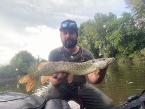 Northern Pike