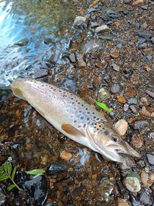 Brown Trout