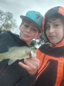 Largemouth Bass