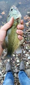 Smallmouth Bass