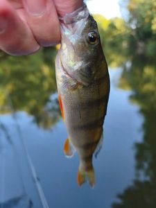 European Perch