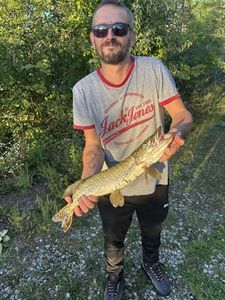 Northern Pike
