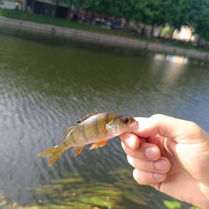 European Perch