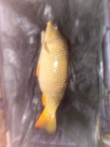 Common Carp