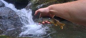 Brown Trout