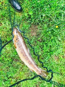 Brown Trout