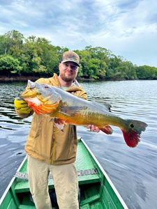 Peacock Bass ( Monoculus)