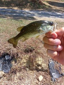 Largemouth Bass