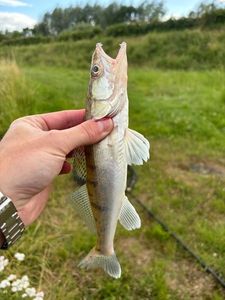 Zander