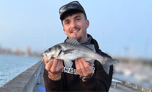 European Bass (Seabass)