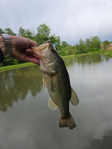 Largemouth Bass