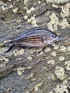 Damselfish