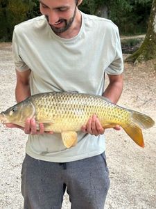 Common Carp