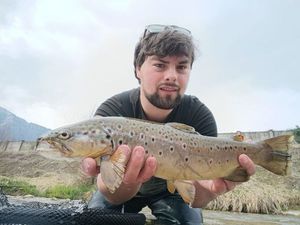 Brown Trout