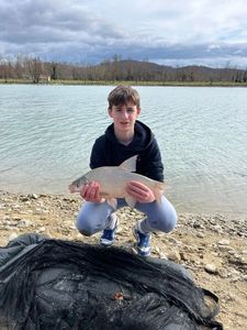 Blue Bream