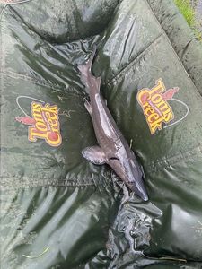 Sturgeon