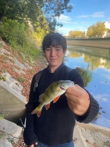 European Perch