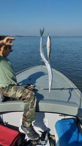 European Bass (Seabass)