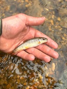 Brown Trout