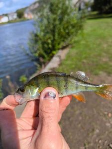 European Perch