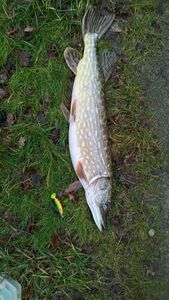 Northern Pike