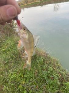 European Perch
