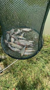 Roach