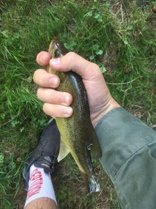 Largemouth Bass