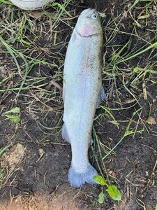 Lake Trout