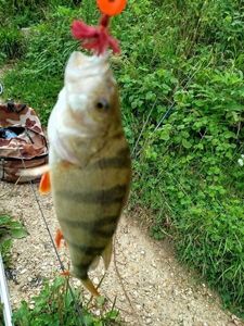 European Perch