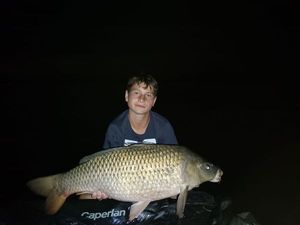Common Carp