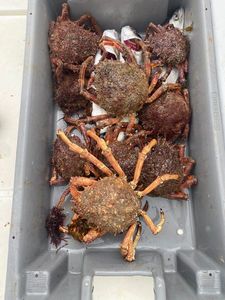 European Spider Crab