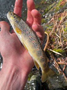 Brown Trout