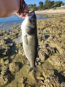European Bass (Seabass)