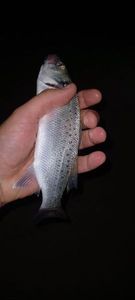 Spotted Seabass
