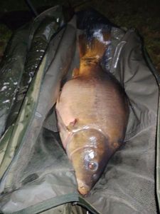 Mirror Carp