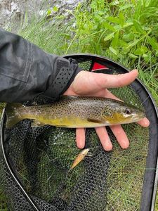 Brown Trout