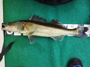 Zander